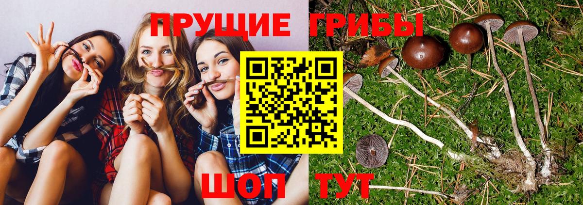 Галлюциногенные грибы Psilocybine cubensis  Вход с VPN  Кизилюрт  Галлюциногенные грибы мухоморы 